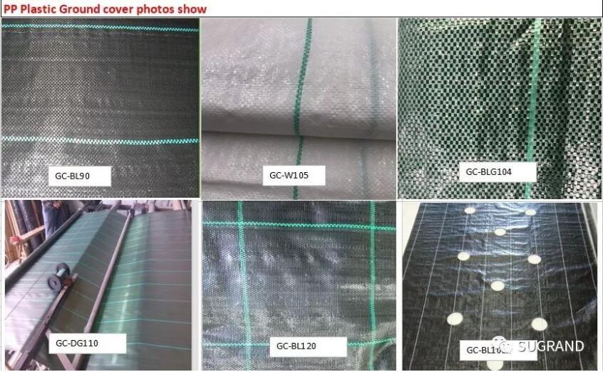 ground cover 2 الغطاء الأرضي 2