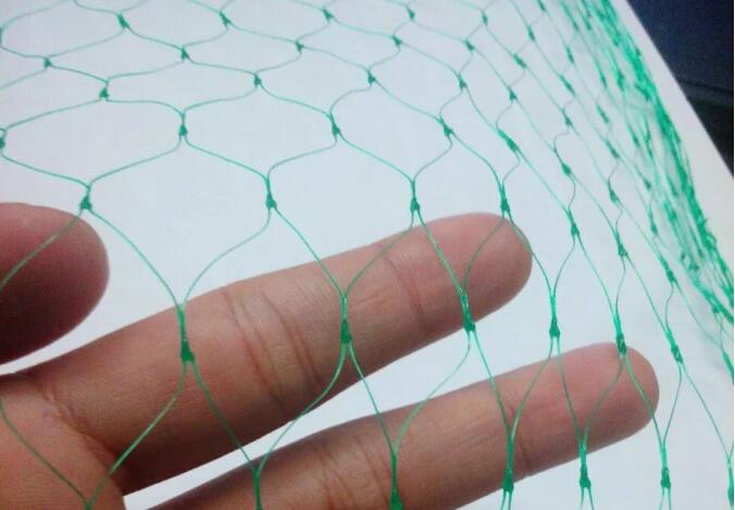 bird net1 شبكة الطيور 1