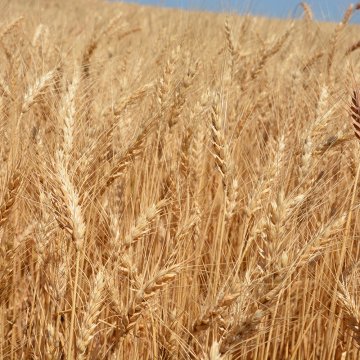 anti bird net شبكة مكافحة الطيور