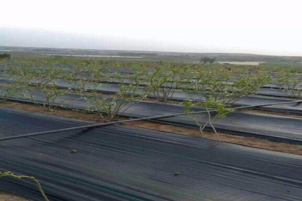 ground cover الغطاء الأرضي