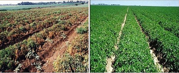 ground cover الغطاء الأرضي