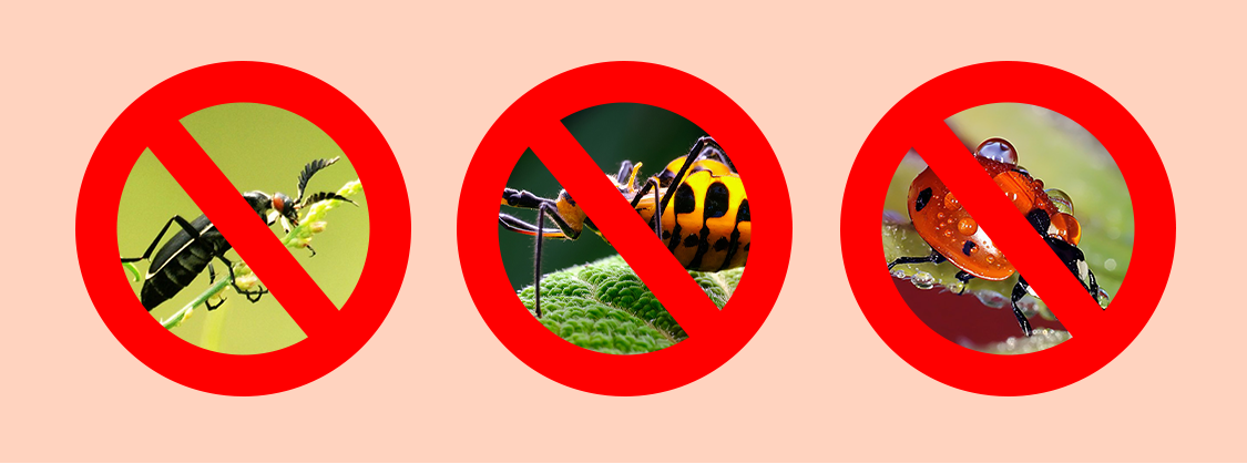 Drip Irrigation5 الري بالتنقيط 5