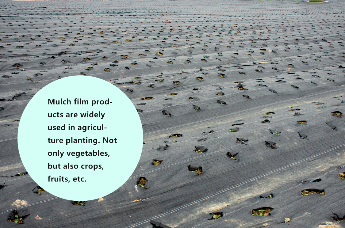 biodegradable mulch film فيلم نشارة قابل للتحلل