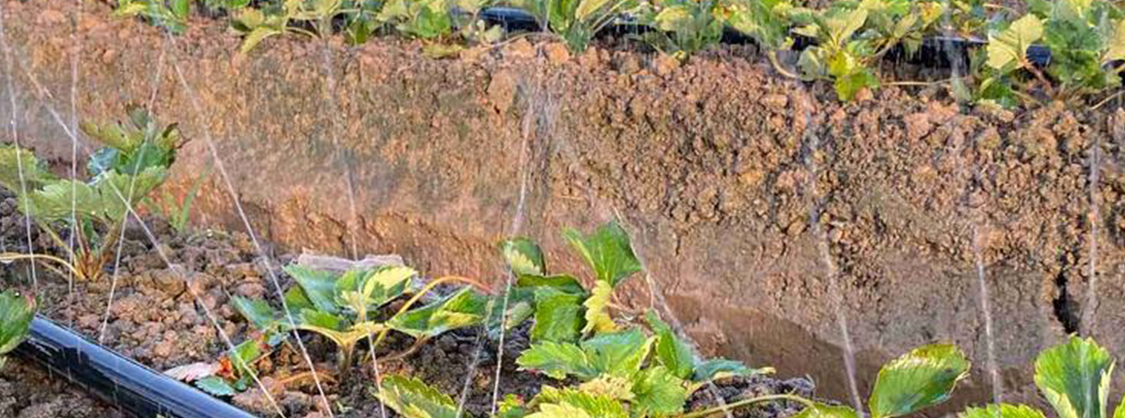 Drip Irrigation4 الري بالتنقيط 4