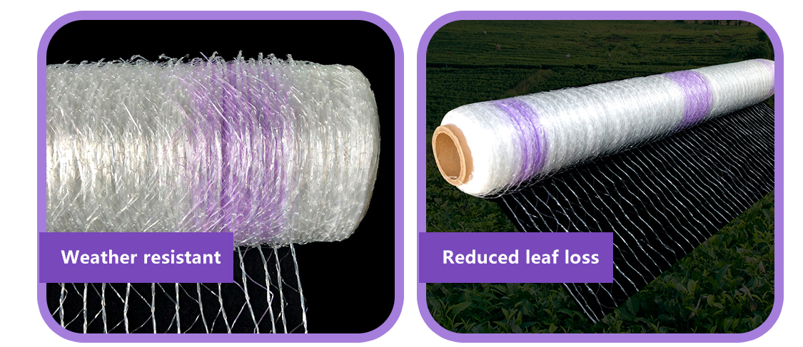 bale net5 شبكة بالة 5