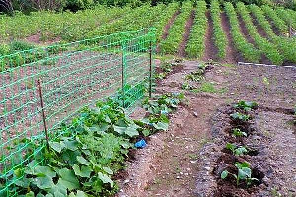 شبكة بوب امتداد