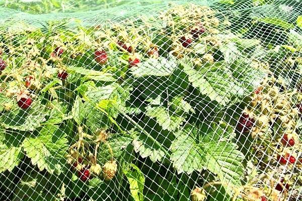 شبكة تمدد البلاستيك