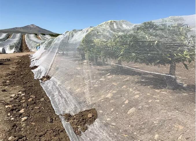 شبكة النحل 2