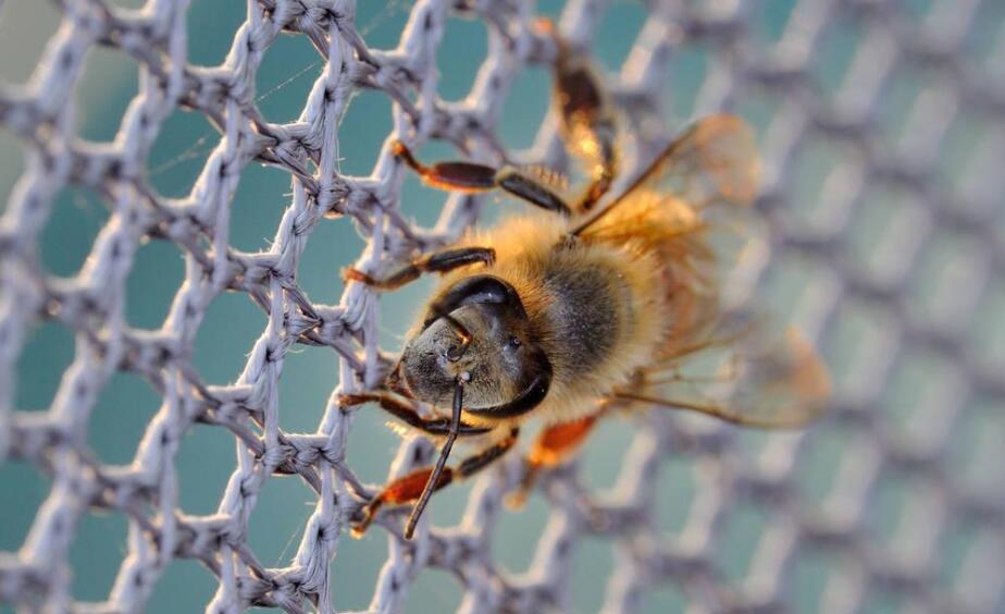 شبكة النحل البلاستيكية