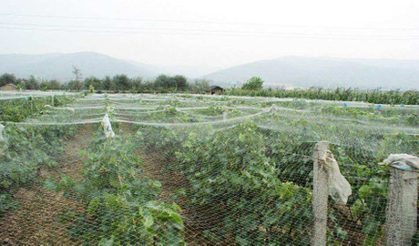 anti bird net.jpg