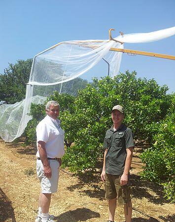 شبكة النحل 8