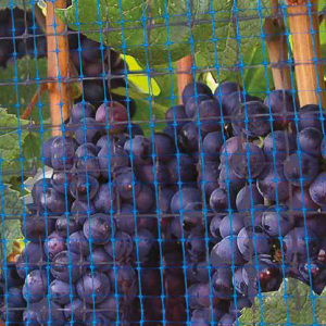 تطبيق كبير- Bug-300x300