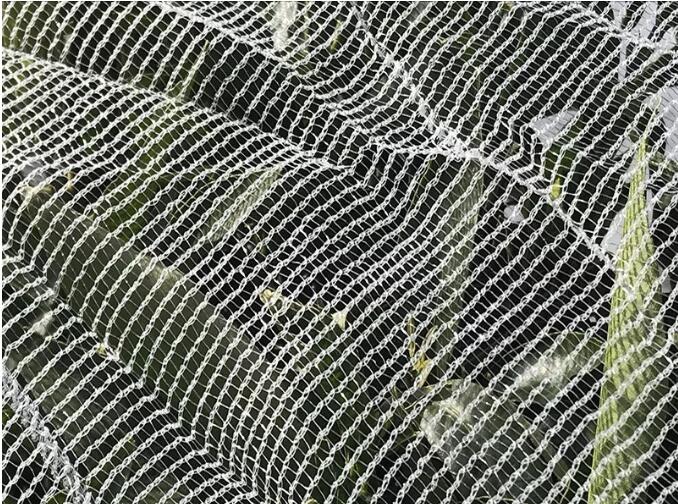 شبكة النحل 1