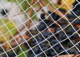 الاختلافات بين شبكة مكافحة الطيور وشبكة اصطياد الطيور