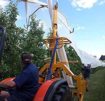 شبكة النحل 7