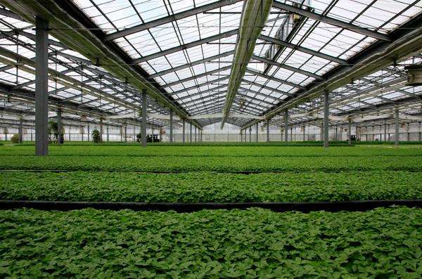 شبكة الظل الدفيئة