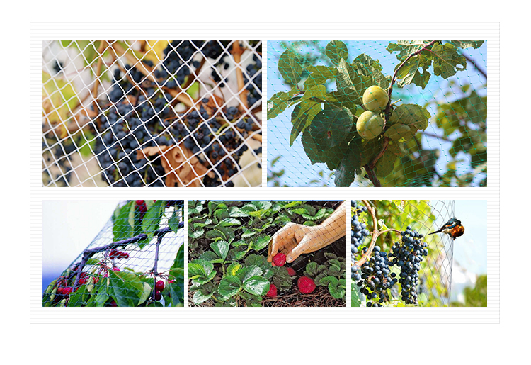 كيفية الحفاظ على شبكة الطيور