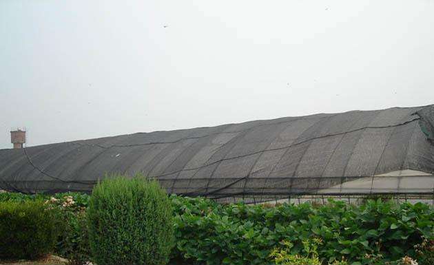 ما هو لون جيد لشبكات الظل؟