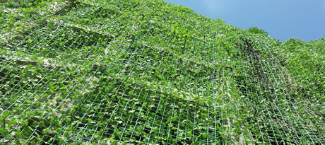 planting engineering with plant support netting.jpg