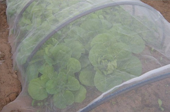 تعزل شبكات مقاومة للحشرات الآفات من الخضروات والفواكه