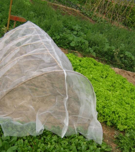 كم تعرف عن استخدام شبكة الحشرات؟