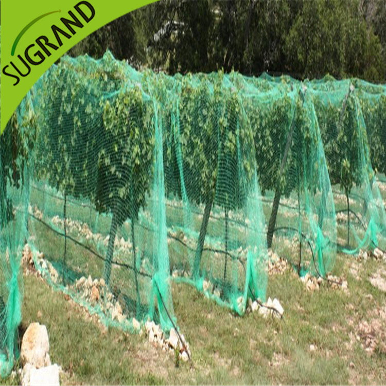 كيف نميز حياة شبكة الطيور؟