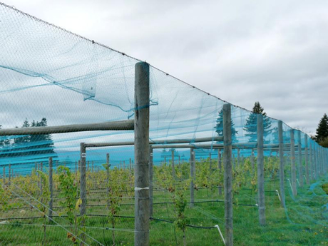 vineyard_netting_1.jpg