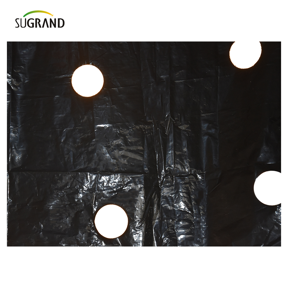استخدام فيلم المهاد من البلاستيك مثقبة للأشعة فوق البنفسجية استخدام الخضار 