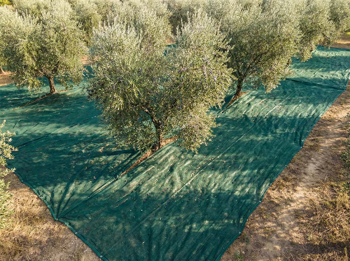 شبكة الزيتون