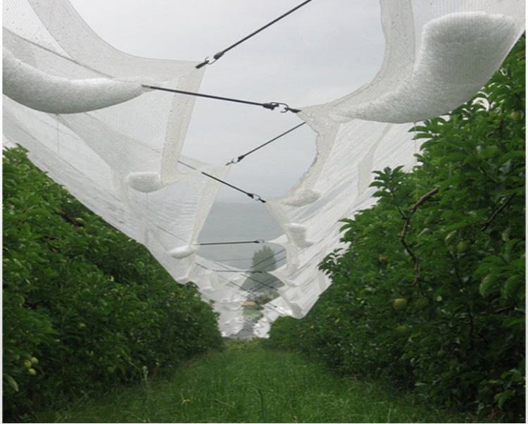 حماية البرد