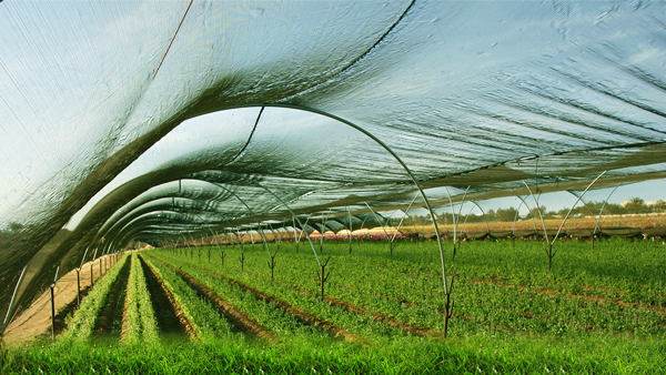 كيفية اختيار شبكة الظل الدفيئة؟