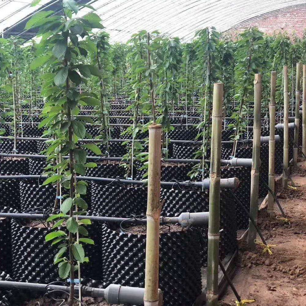 الحاوية التي تحكم الجذر النباتي