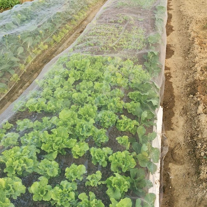 ما هو حجم شبكة يناسب شبكات مضادة للحشرات أفضل؟