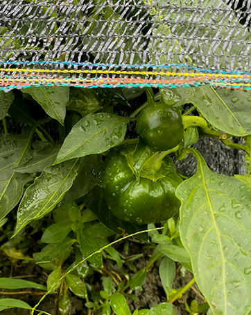 الظل المعاوضة