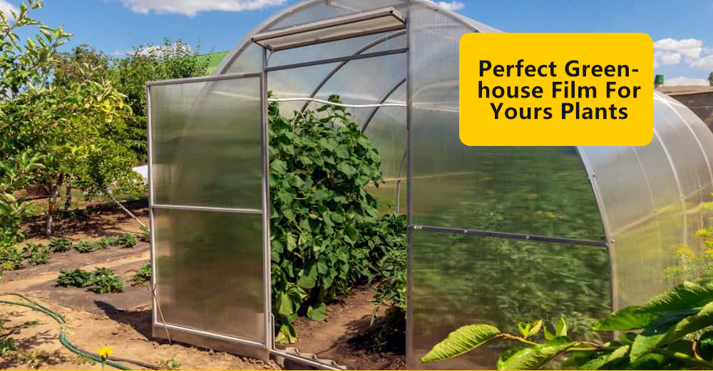 فيلم الدفيئة