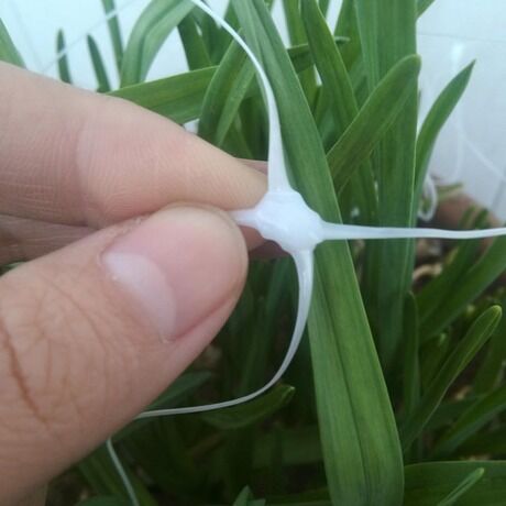 شبكة دعم النبات