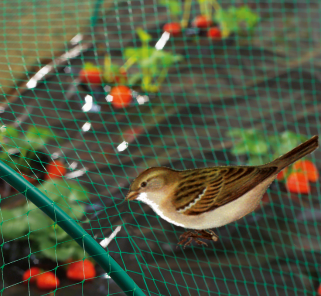 شبكة الطيور