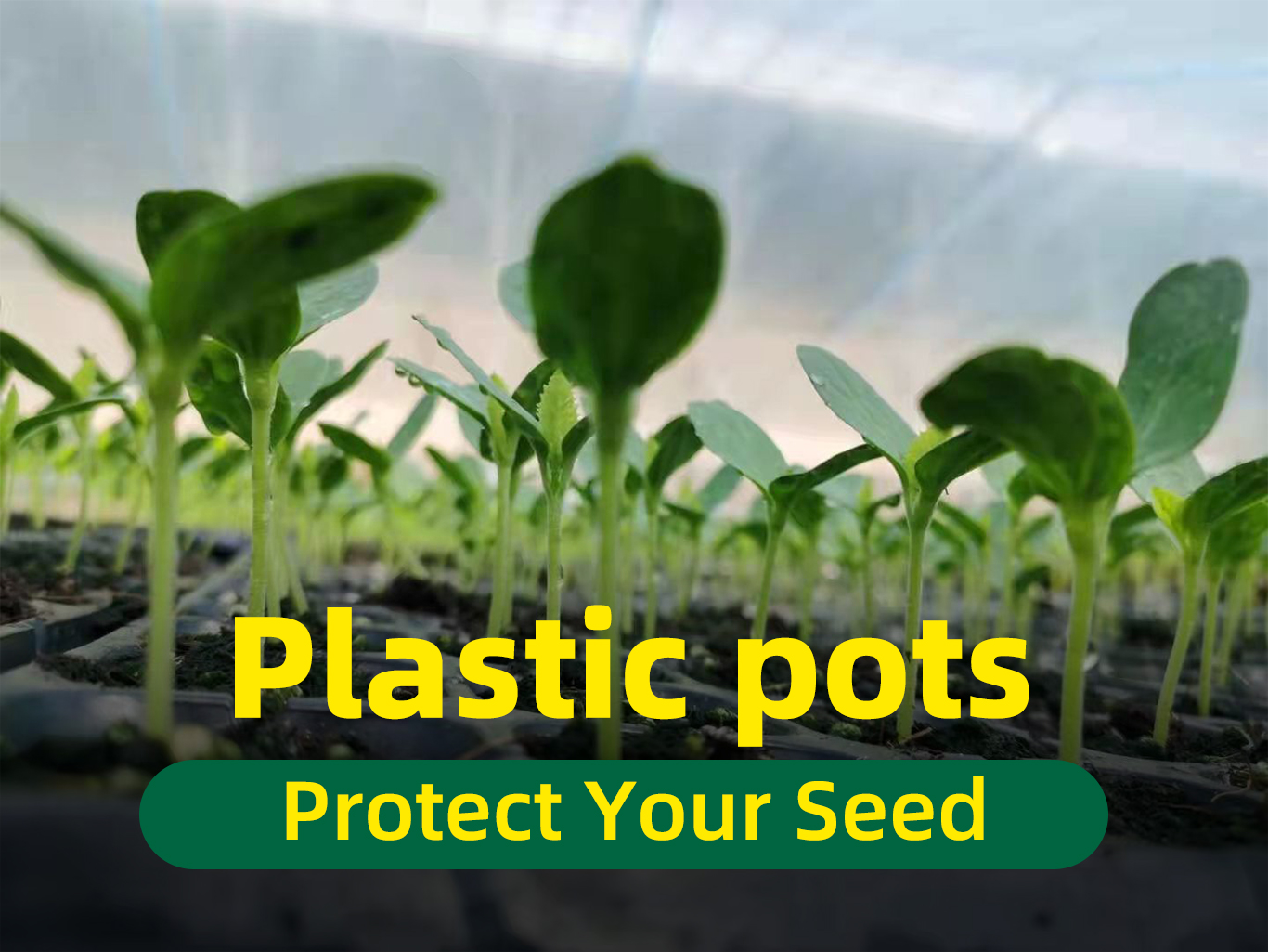 وعاء الحضانة