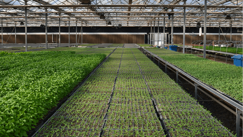 صواني توصيل الحضانة