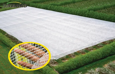 كيف تستخدم مزارع الكروم الشباك المضادة للخلابة لحفظ الحصاد