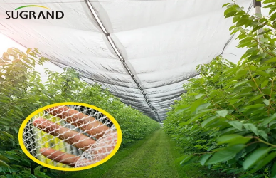 مكافحة الشبكات ضد شبكات الظل: الاختلافات الرئيسية وحالات الاستخدام