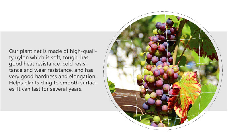 شبكة دعم النبات 3