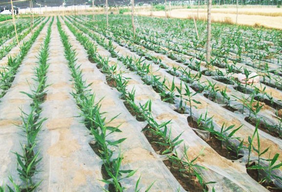 ما هو الفرق بين فيلم نشارة أبيض وأسود؟