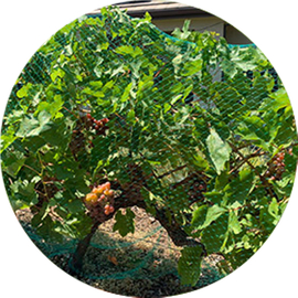 الصف التجاري