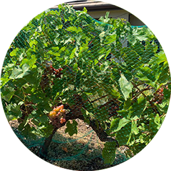 شبكة مضادة للطيور المقذوفة