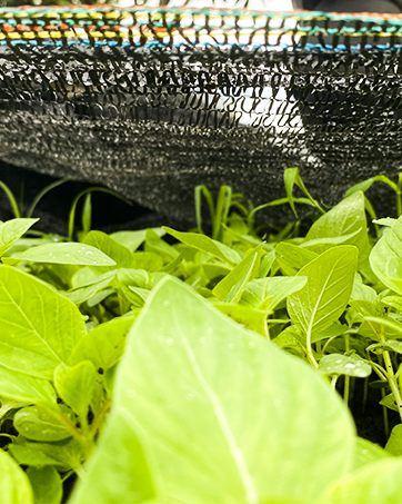 شبكة الظل الرمادية