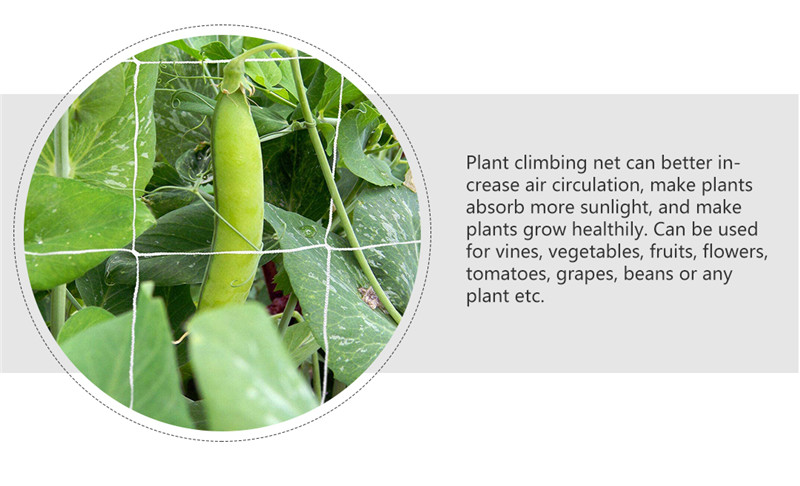 شبكة دعم النبات 4