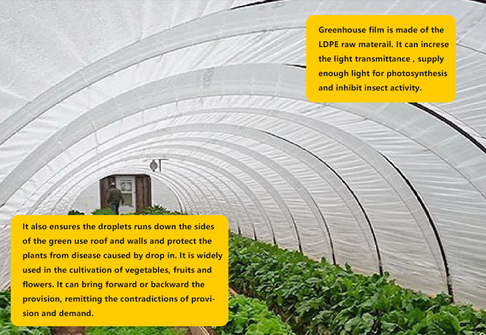 فيلم الدفيئة -2