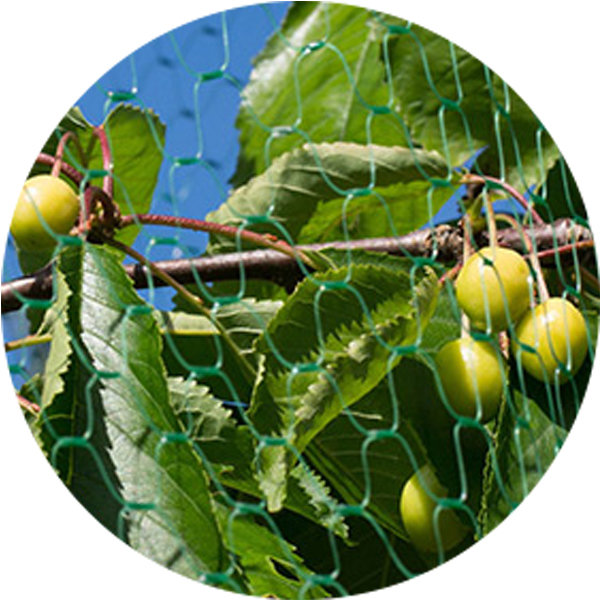 الشركة المصنعة لشبكة مكافحة الطيور الخضراء