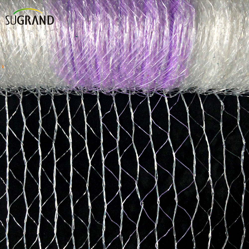 صافي بالة البليت